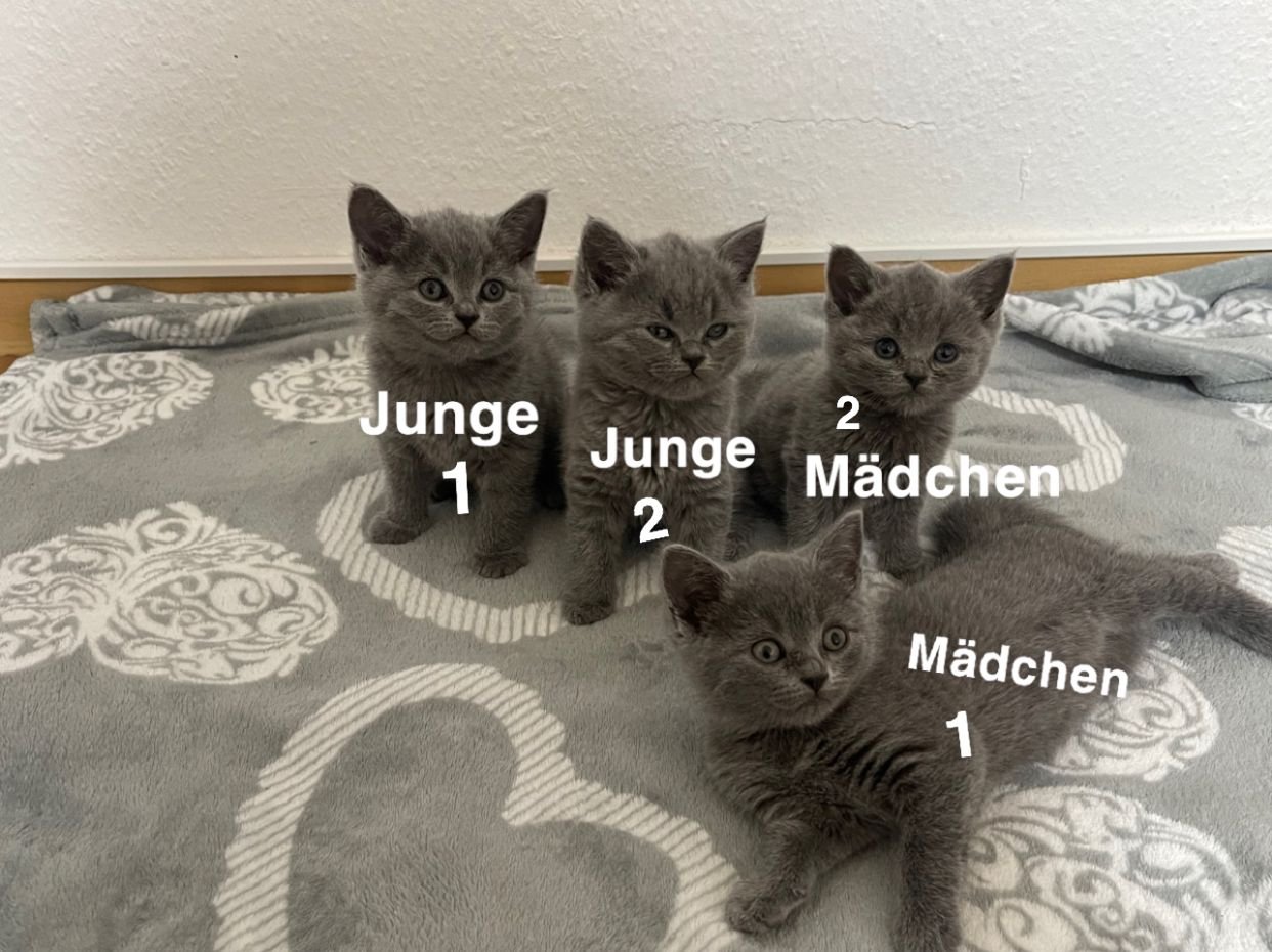 Karthäuser Katzen in liebevolle Hände abzugeben - Katzen - Bremen