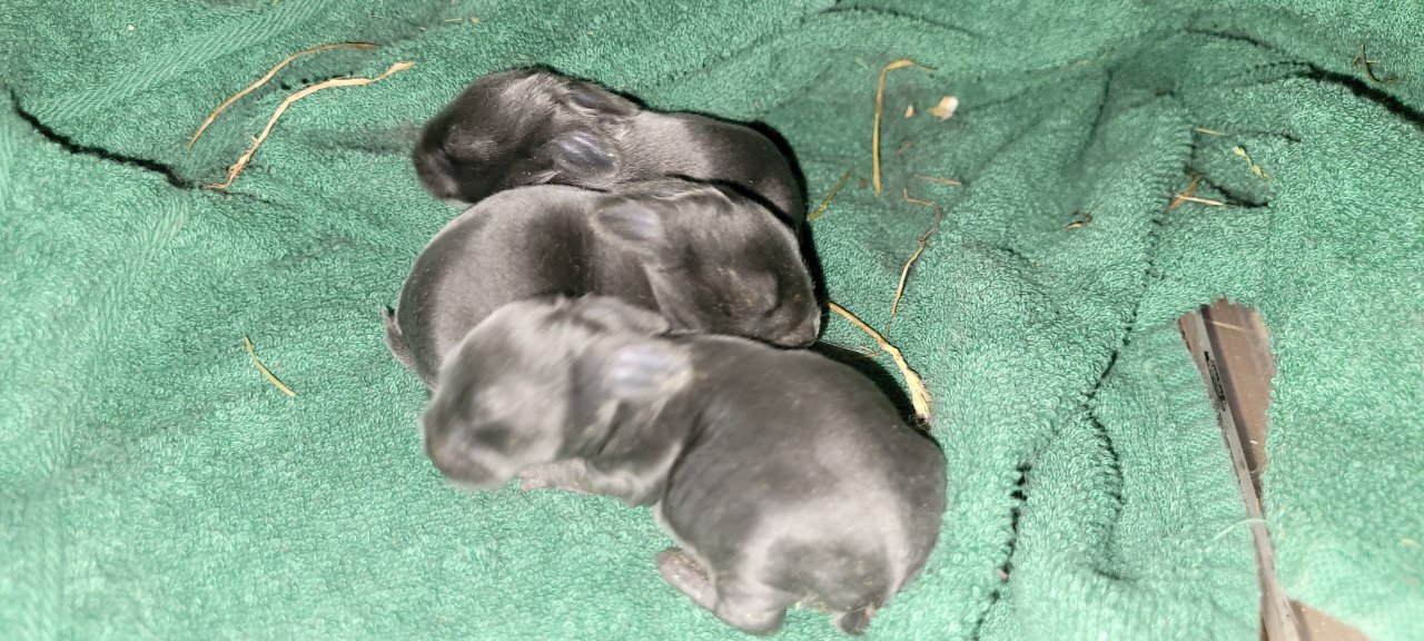 Farbenzwerge Mix und Zwergwidder - Nagetiere - Moschheim