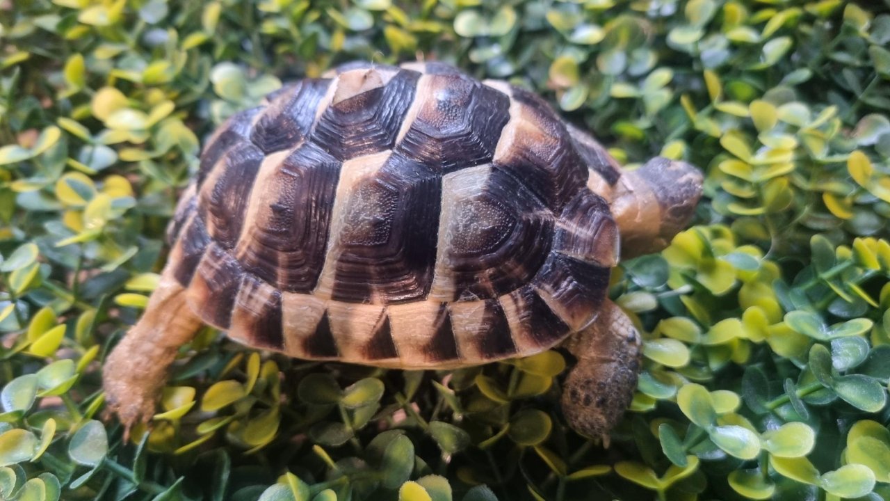 Maurische Landschildkröten aus 2024 - mit Papieren - Reptilien - Eggersdorf
