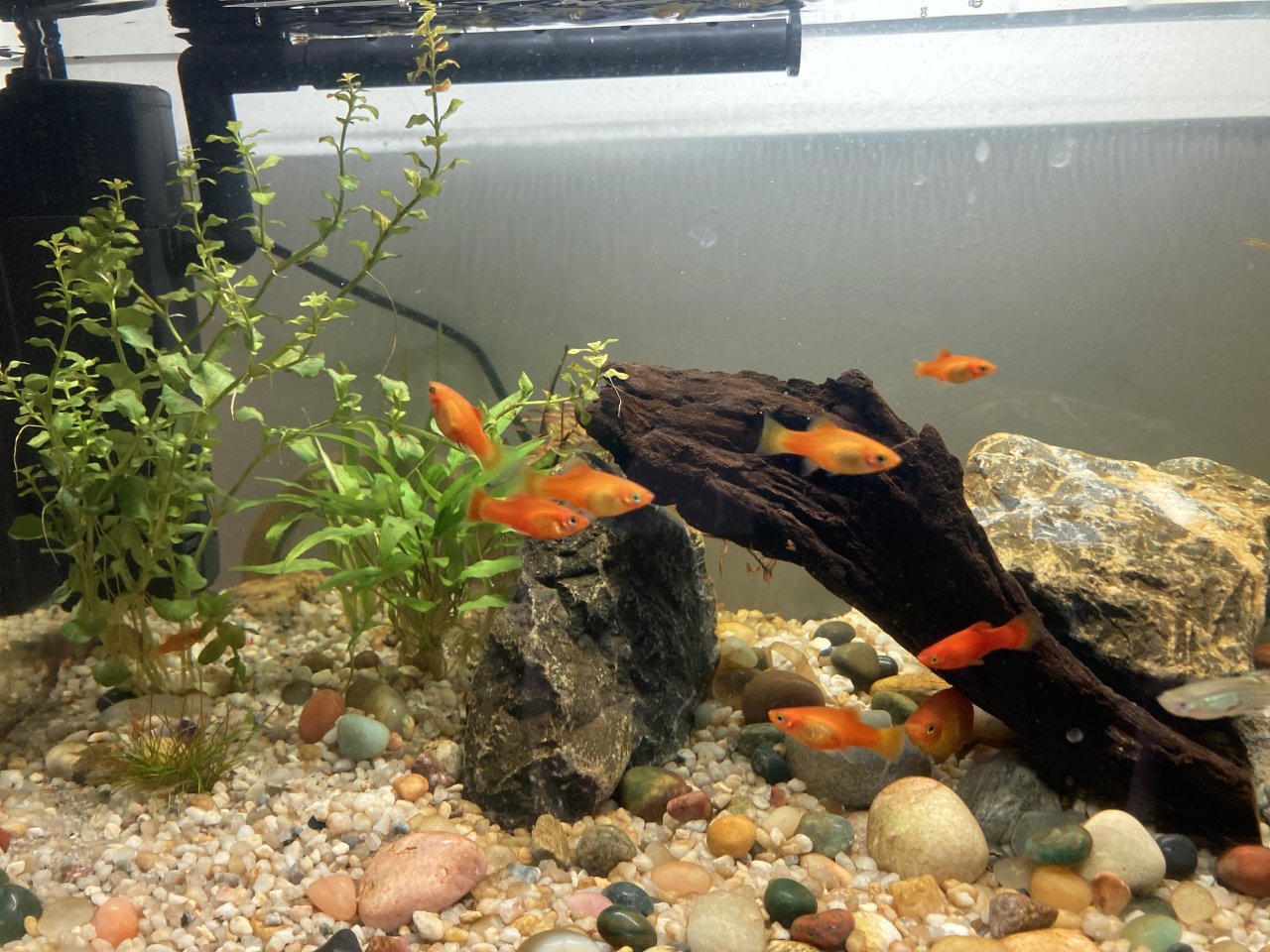 Fische Kleinanzeigen Fische Annoncen Fische Inserate Fische