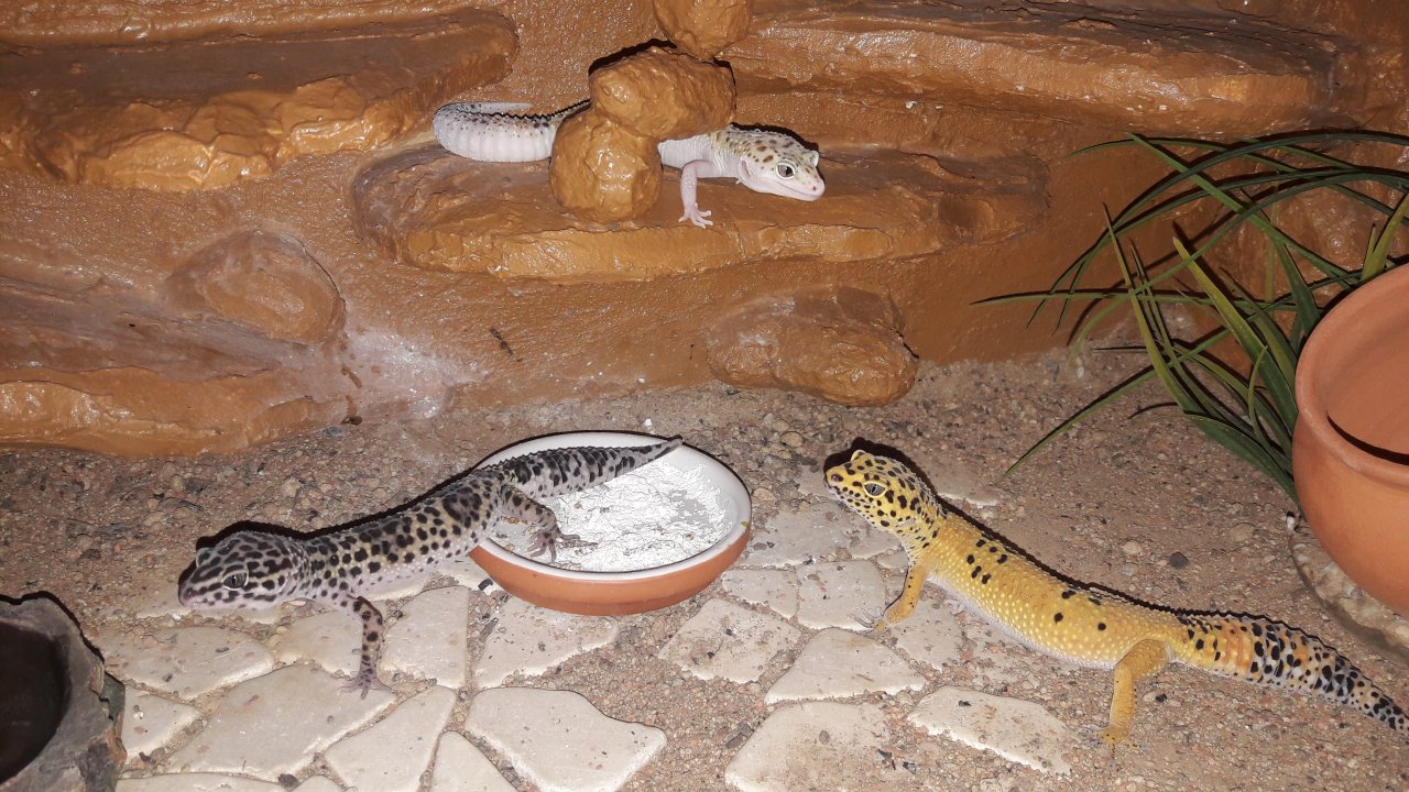 Terrarium mit 3 Leopardgeckos (weibl. 0.1) - Reptilien - Lüneburg 