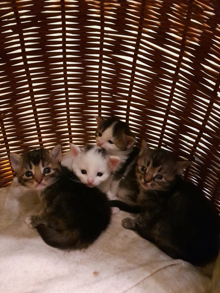 Norwegische Waldkatzen, Kitten - Katzen - Zwenkau