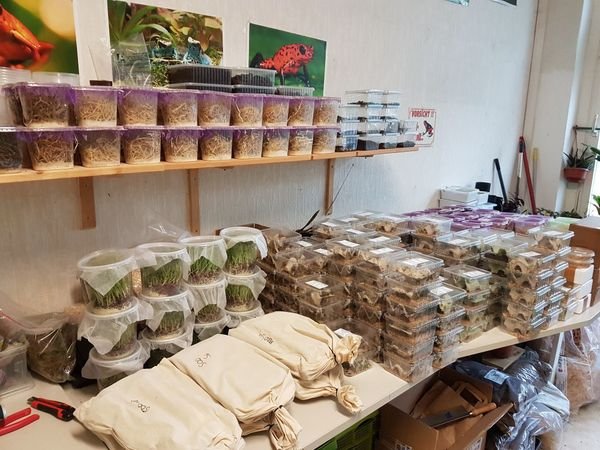 Heimchen 1,70 €, Drosophila 2,50 €, Springschwänze 2,50 € in Erfurt - Reptilien - Erfurt