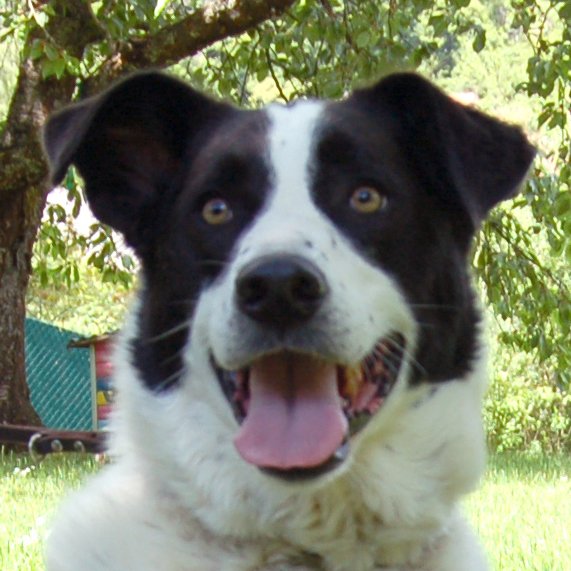 BADOU - männlich 6 Jahre 58 cm 38 kg Mix Gechipt Kastriert - Hunde - Lauf an der Pegnitz BADOU - männlich 6 Jahre 58 cm 38 kg Mix Gechipt Kastriert - Hunde - Lauf an der Pegnitz