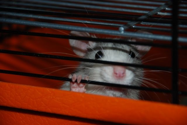 Ratte Abzugeben - Ratten - konstanz