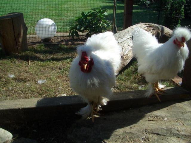 Siamesische Zwergseidenhühner, Zwergseidenhahn aus 2010 - Sonstige Nutztiere - Hurlach