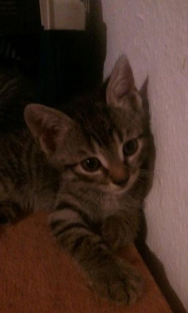 Katzenbabys zu Verkaufen Waldkatzenmischlinge - Katzen - Villingen-Schwenningen