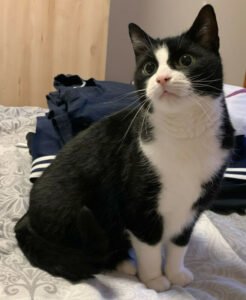 Catlyn und Miyabi-wollen-zusammen-bleiben - europ. Kurzhaar - nähere Beschreibun - Katzen - Lauf an der Pegnitz
