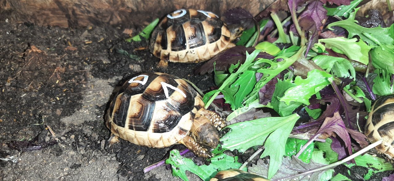 Breitrandschildkröte NZ - Reptilien - Illerkirchberg