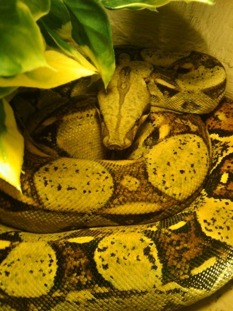 Boa Constrictor - Reptilien - Brensbach