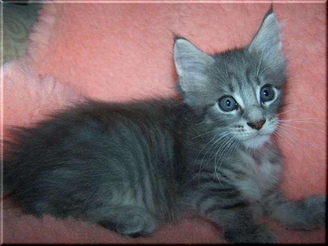Mane Coon Babys!!!!!!!!! - Katzen - 