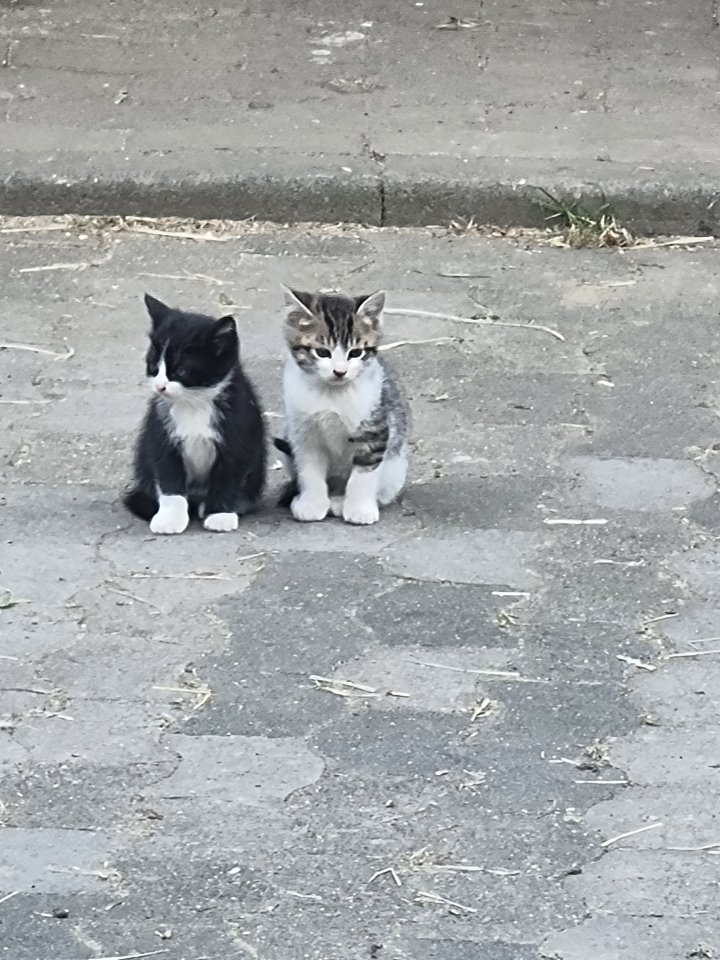 Katzen Kinder vom Bauernhof ab sofort abzugeben - Katzen - Meschede