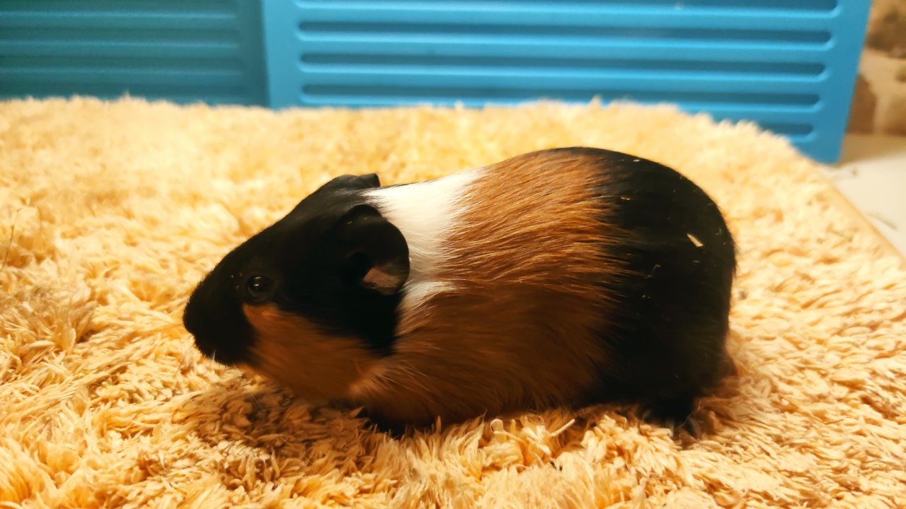 Meerschweinchen Mädchen und Kastrate - Nagetiere - Wolfsburg