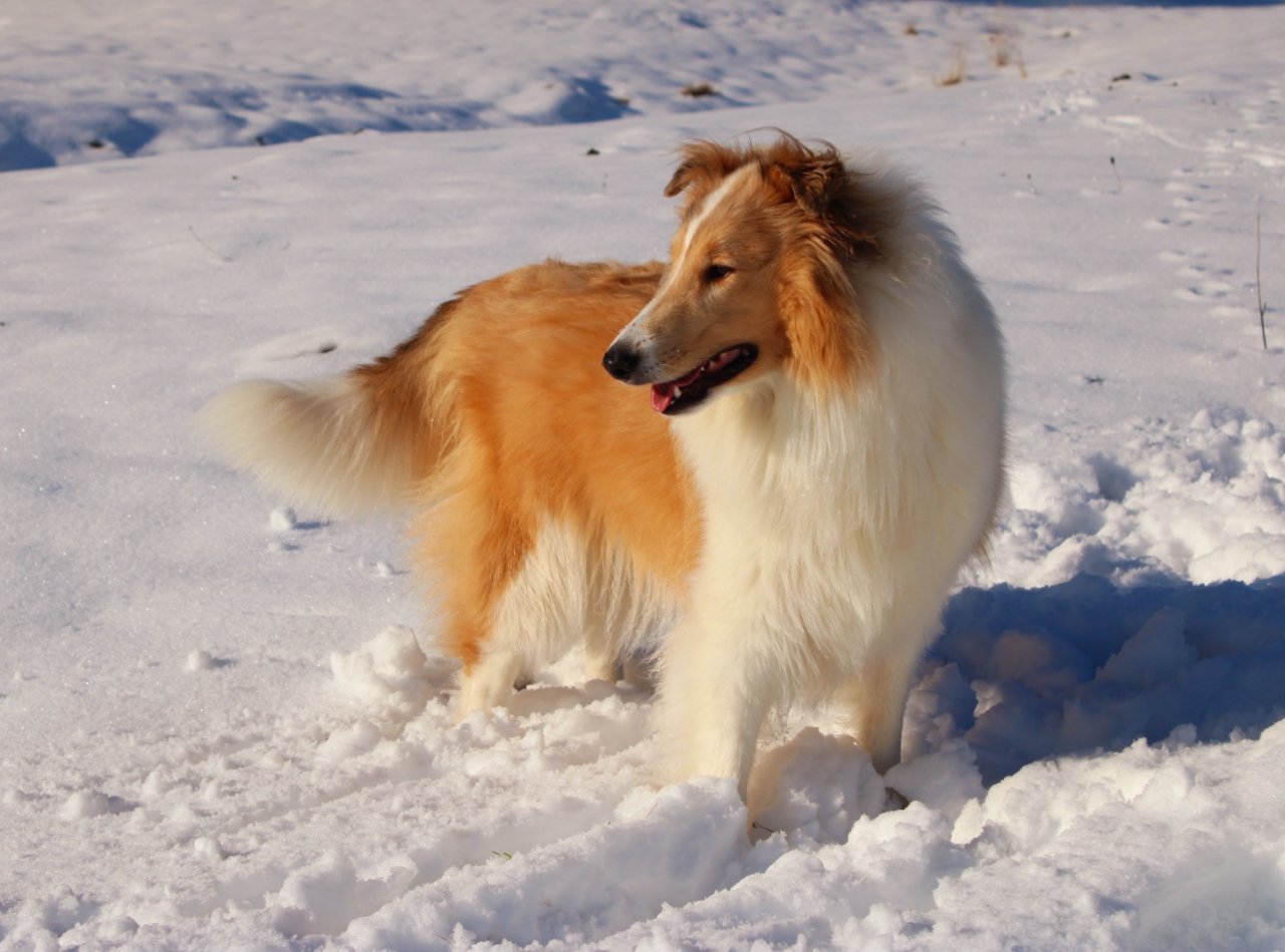 Collie Welpen amerik.Typ sable mit Papieren - Hunde - Auerbach