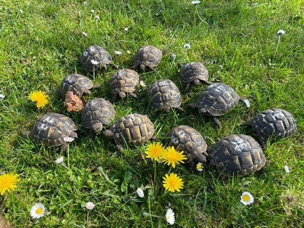 Griechische Landschildkröten - Reptilien - Ascheberg