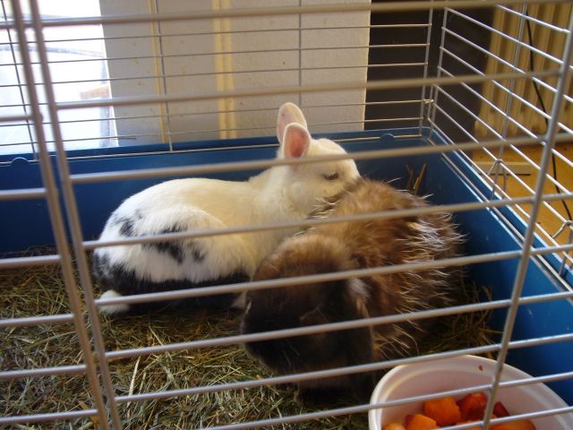 2 Kaninchen abzugeben - Hasen Kaninchen - Berlin