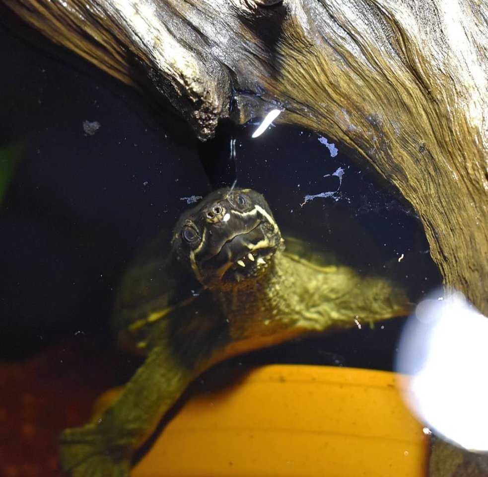 Wasserschildkröte (Moschusschildkröte) sucht ein neues Zuhause - Reptilien - Berlin
