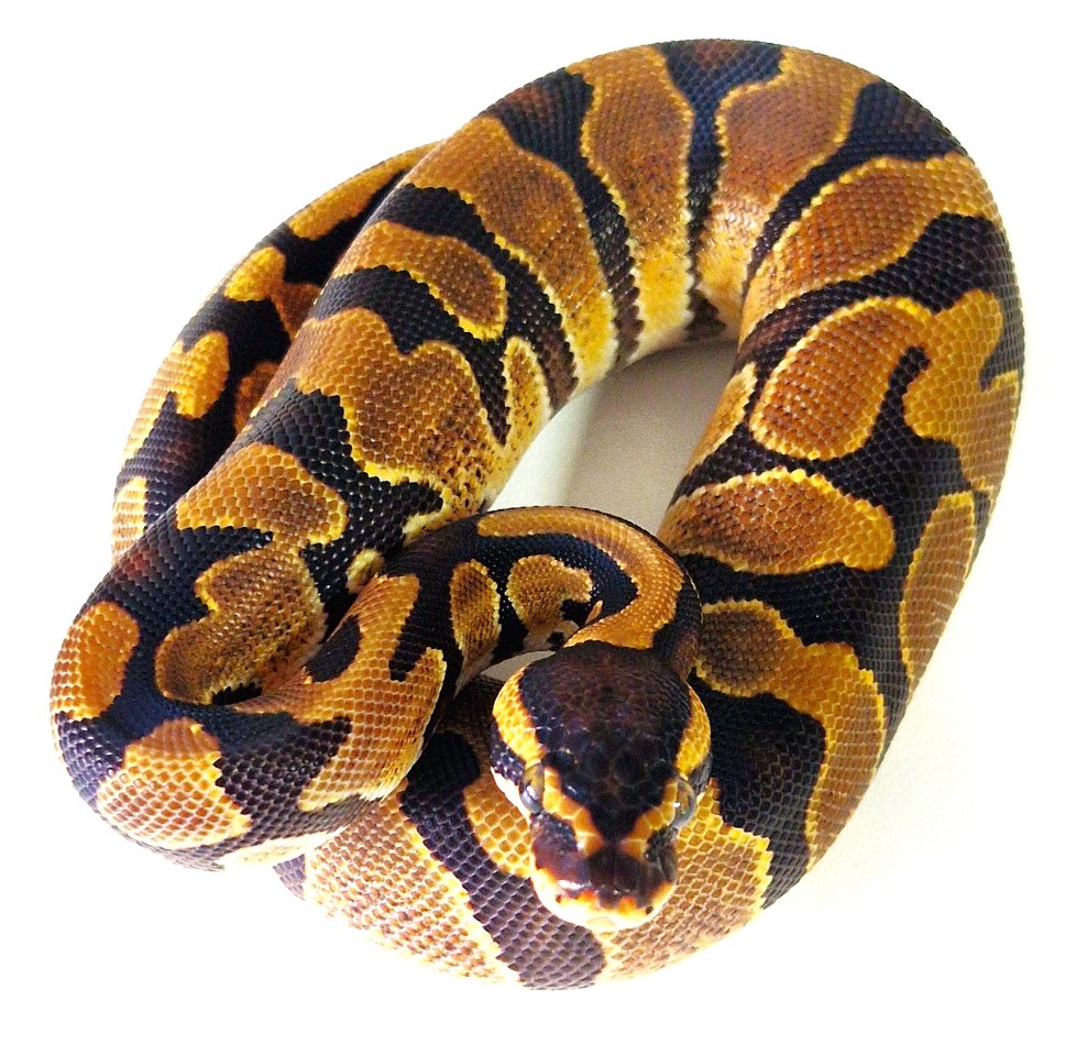 Königspython 1.0 Enchi dhet Ultramel Piebald - Reptilien - 73728 Esslingen am Neckar - Stadtmitte (Baden-Würt