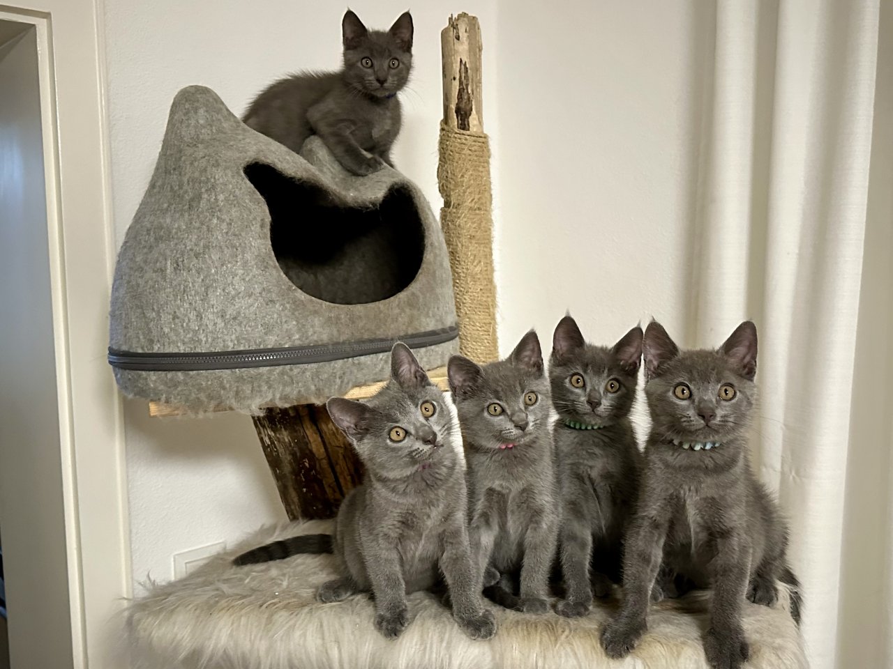 Chartreux / Kartäuser Kätzchen - Katzen - Tann