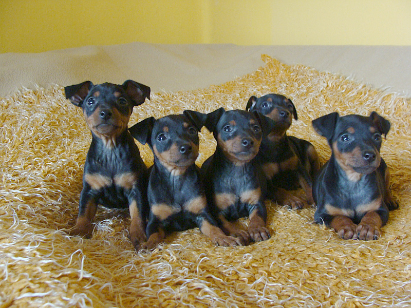 Zwergpinscher black and tan mit FCI Abstammung - Hunde - Görlitz