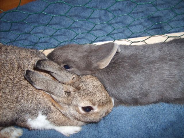 Kleintierbetreuung in den Osterferien - Nagetiere Allgemein - Buxtehude
