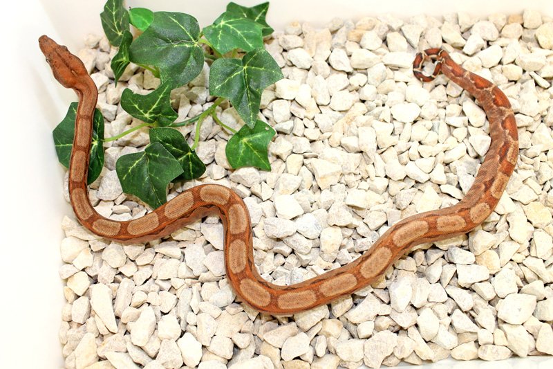 Wir geben ab aus eigener Nachzucht „B. c. i. CA poss. Super Hypo Sonora erythris - Reptilien - Willich