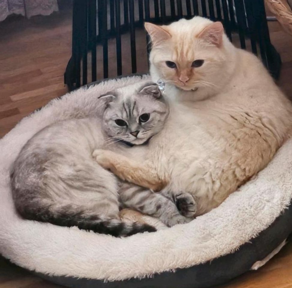 Zwei wunderschöne und liebenswerte Katzen wegen Allergie abzugeben - Katzen - Böblingen 