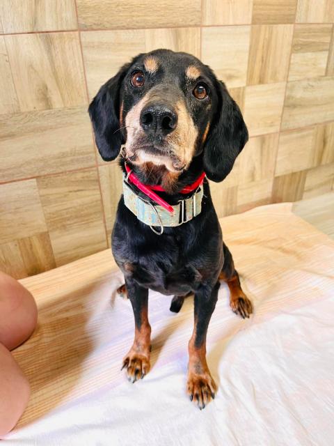 Patriot...lieber Kerl wartet unglücklich im Tierheim auf sein Körbchen - Hunde - Hünfelden