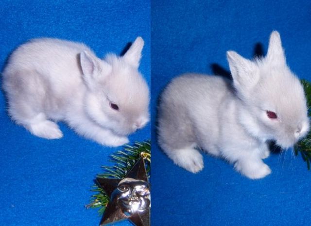 Bald wieder Löwenköpfchen abzugeben. - Hasen Kaninchen - Biblis