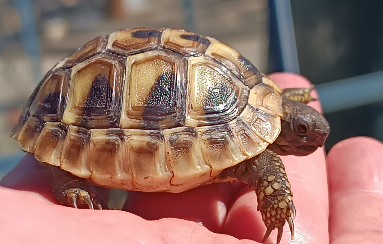 Griechische Landschildkröten Nachzucht 2025 abzugeben. - Reptilien - Wachtberg
