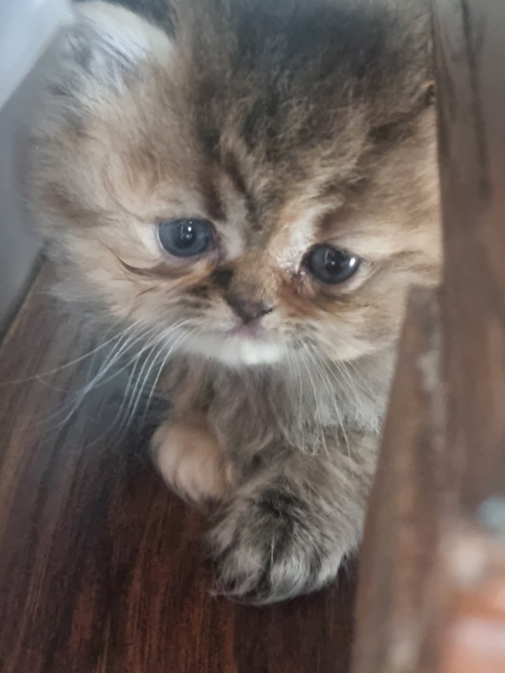 Perser Hauskatzen zum verkaufen - Katzen - Bayern - Andechs