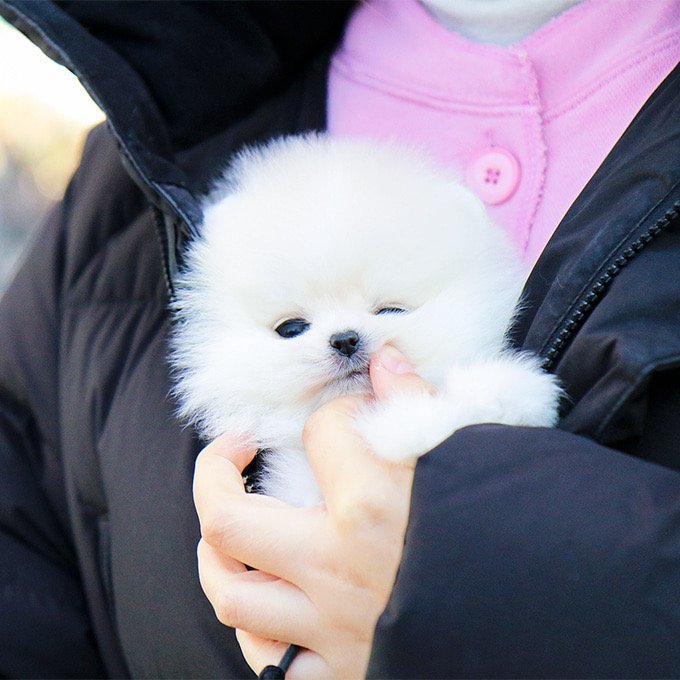 Süsse Pomeranian Welpen - Hunde - Luxembourg
