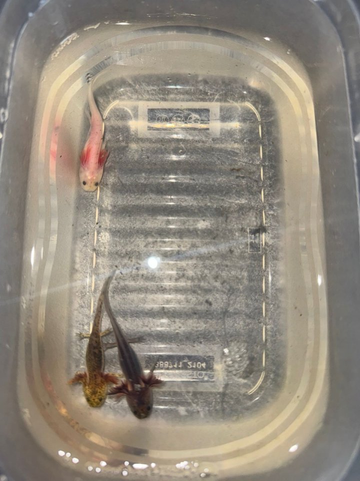 8 Juntier Axolotl zum Verkauf an - Fische - Gera