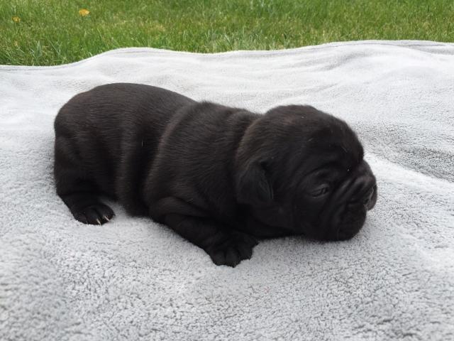 Französische Bulldoggen Welpen - Hunde - Crinitz