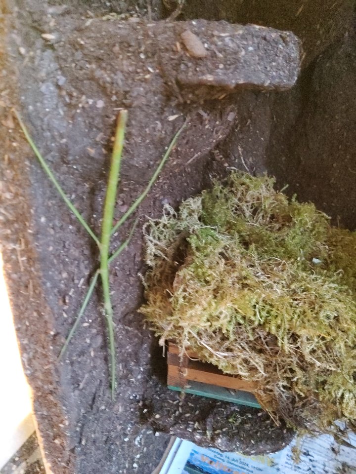Stabheuschrecken zu verschenken - Insekten - Deizisau