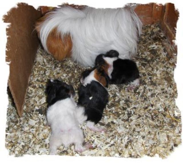 Neue Würfe: Peruaner&Rexmeerschweinchen - Meerschweinchen - Traben-Trarbach