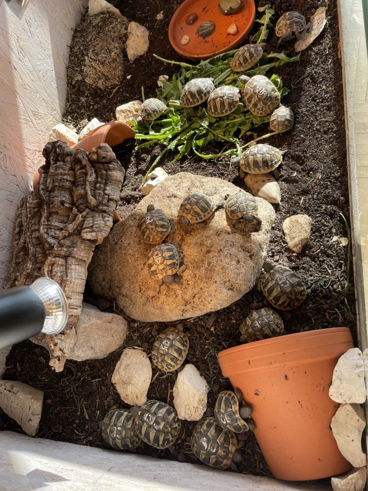 Griechische Landschildkröten, NZ 2022 - Reptilien - Eichenzell