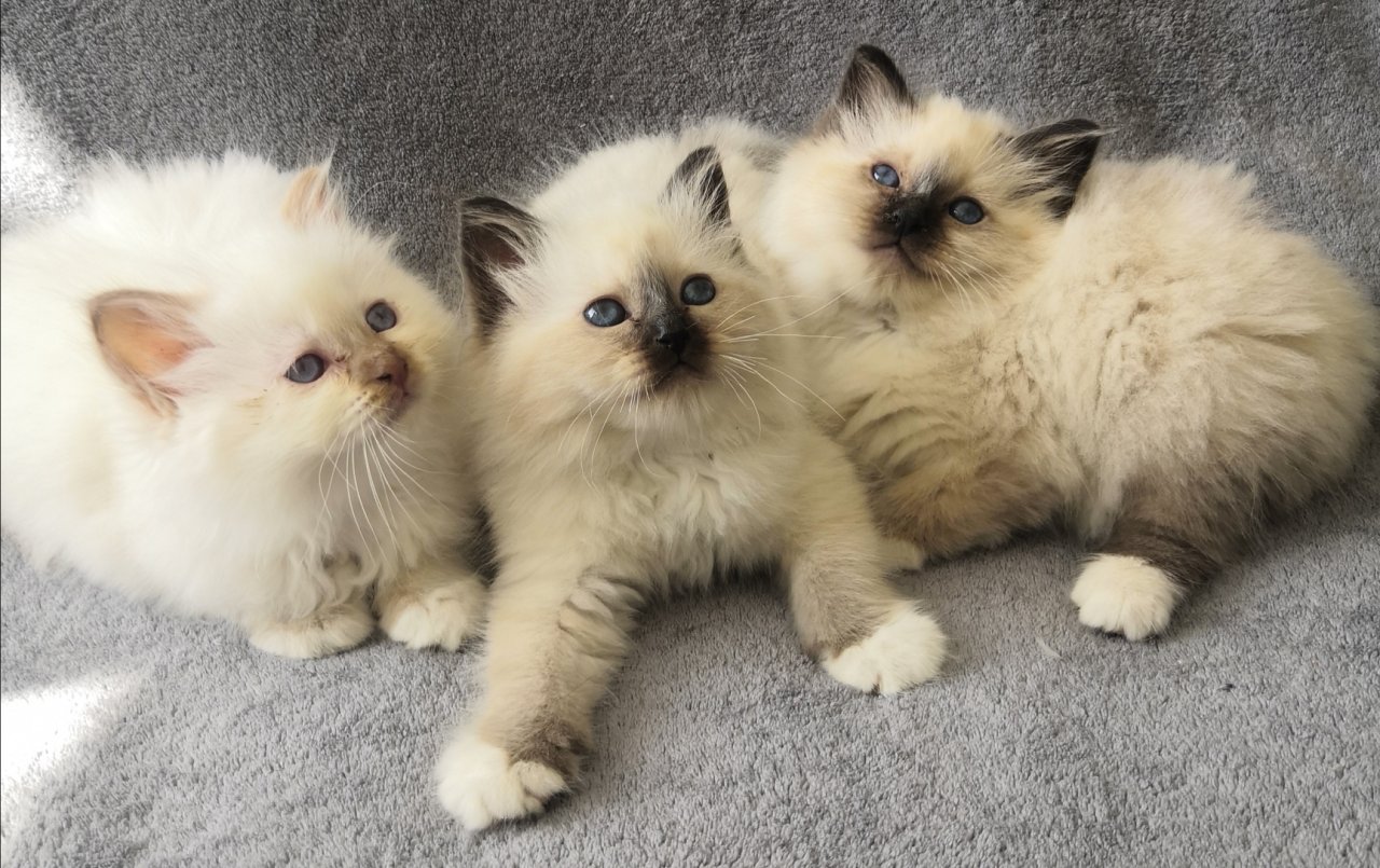 Heilige Birma Kitten suchen ein neues Zuhause - Katzen - Bottrop