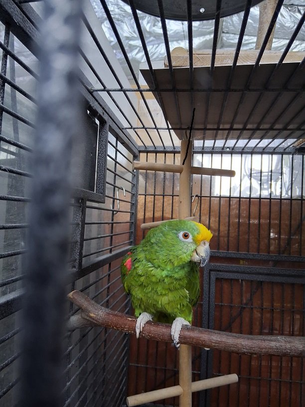 Panama-Gelbstirn-Amazonen-Hahn 32 Jahre mit großem Käfig - Voegel - Gevelsberg