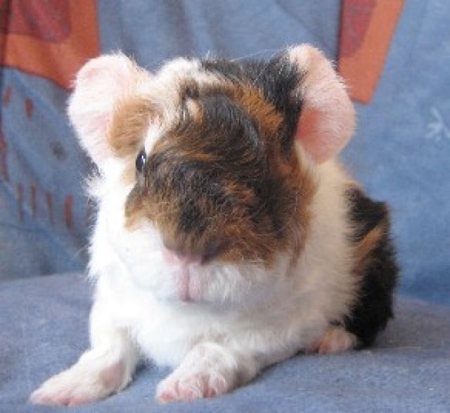 Süsse bunte Babymeerschweinchen - Meerschweinchen - Krefeld