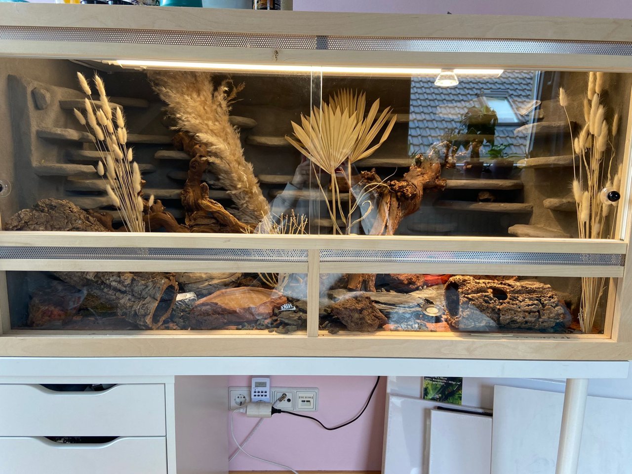 2 Leopardgecko Damen mit Terrarium - Reptilien - Braunschweig