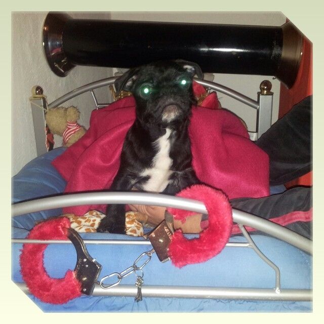 Süßer mopsmix sucht liebevolles Zuhause!  - Hunde - Erfurt