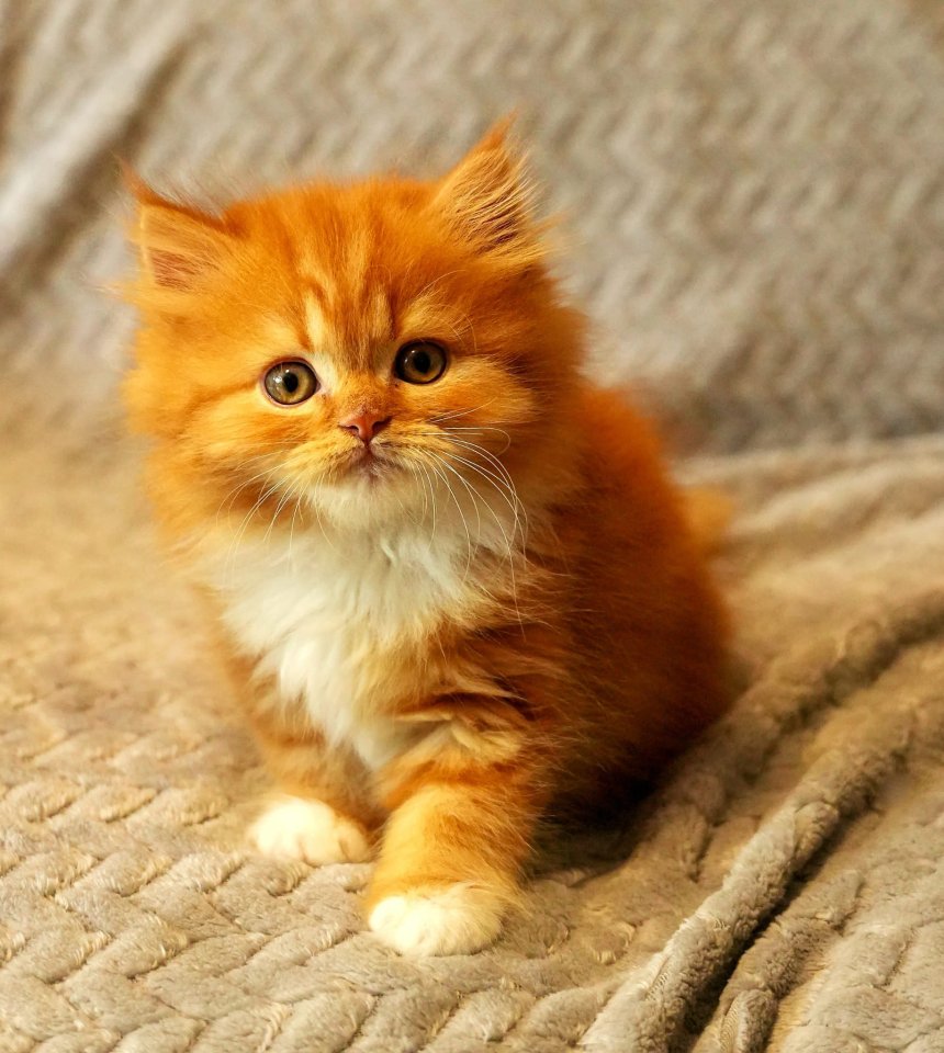 Selkirk Rex / Straight Kitten mit Stammbaum - Katzen - Witten