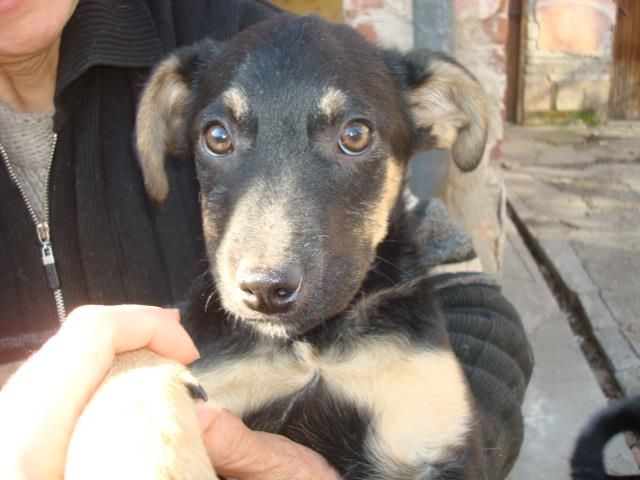 Schäferhund Mix Welpe Shanel - Tiere In Not - Carlsberg