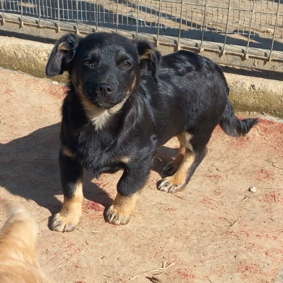 Flaps / Status: sucht ein Zuhause - Hunde - Krefeld
