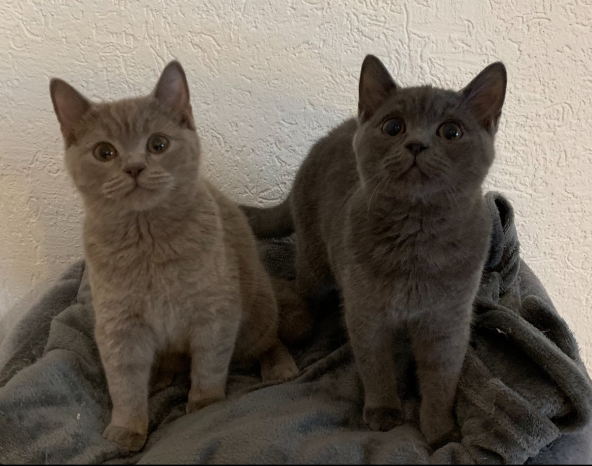 Zwei liebe BKH Kitten lilac + blue, weiblich - Katzen - Wuppertal