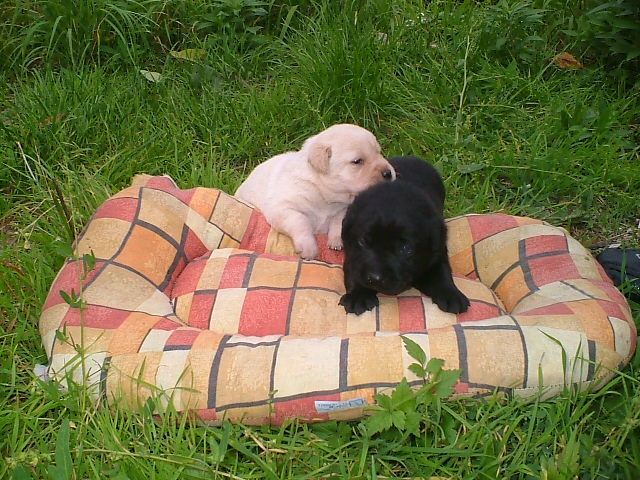 Labradorwelpen - Hunde - Slowakei