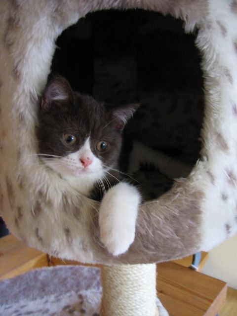 British Kurzhaar - Katzen - Nandlstadt