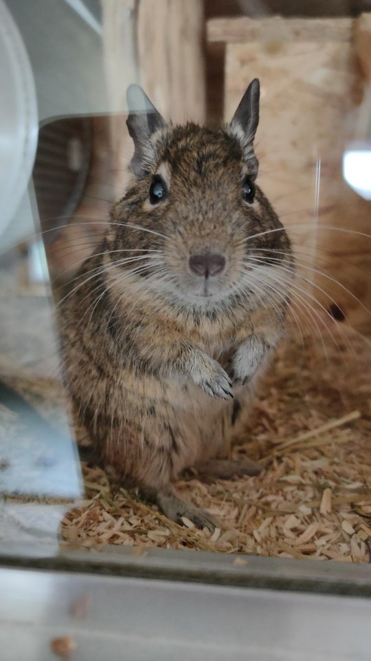 3 liebe Degu Männchen abzugeben - Nagetiere - Bad Essen