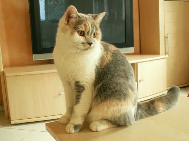 Britisch Kurzhaar Katze - dreifarbig, kastriert | tieranzeigen.net